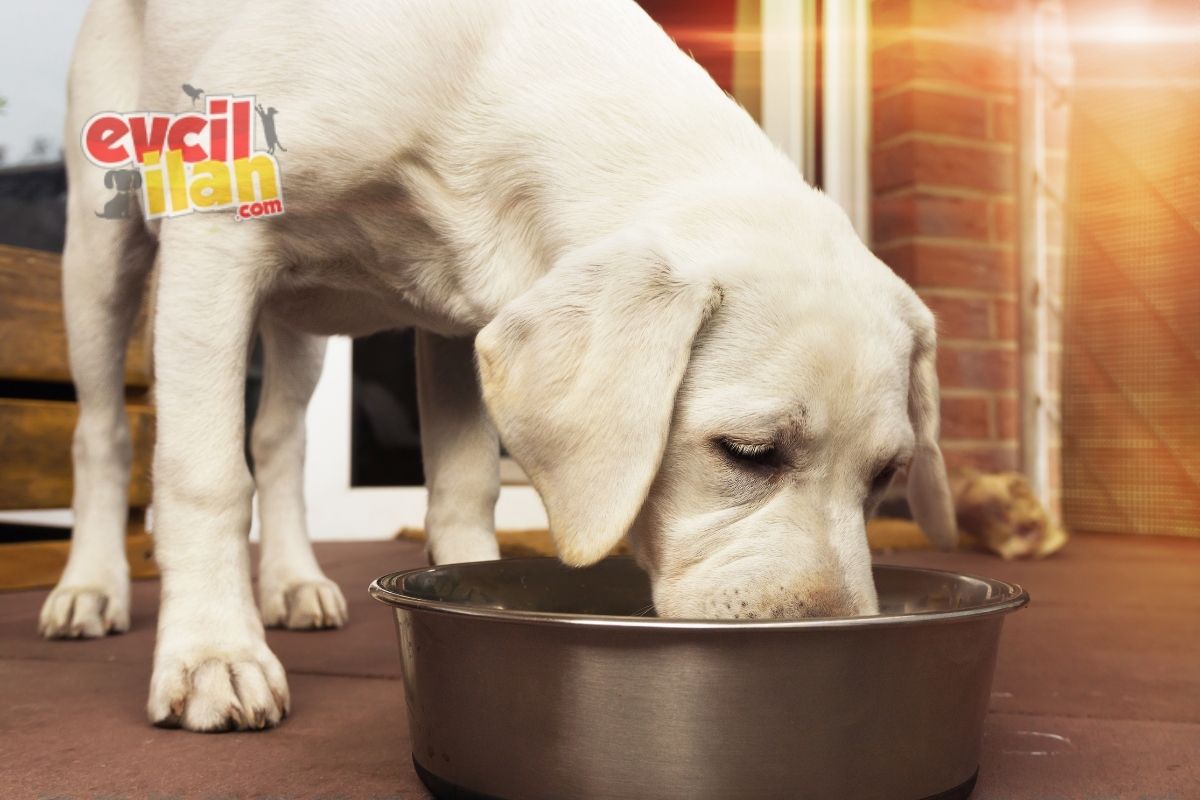 Köpeklerin Mama Dışında Yiyebileceği 5 Besin