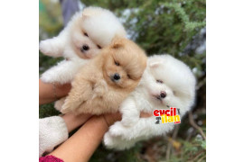 Teddy bear Pomeranian boo ayı surat ırk garantili 